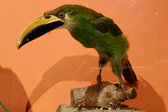 Oiseaux